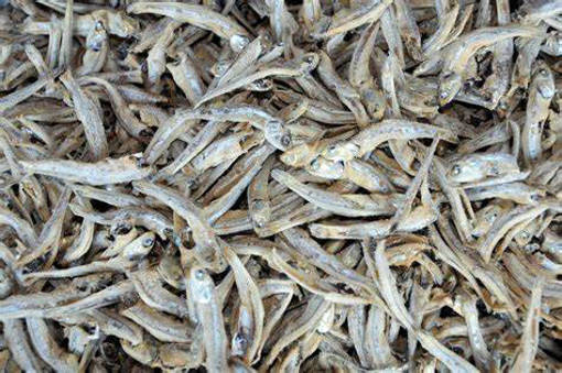 Picture of ANCHOVIES -UNPEELED (1KG/PKT)