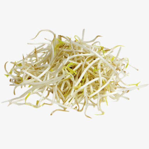 Picture of PM - BEAN SPROUT *TOW GAY (MIN ORDER 500GM)